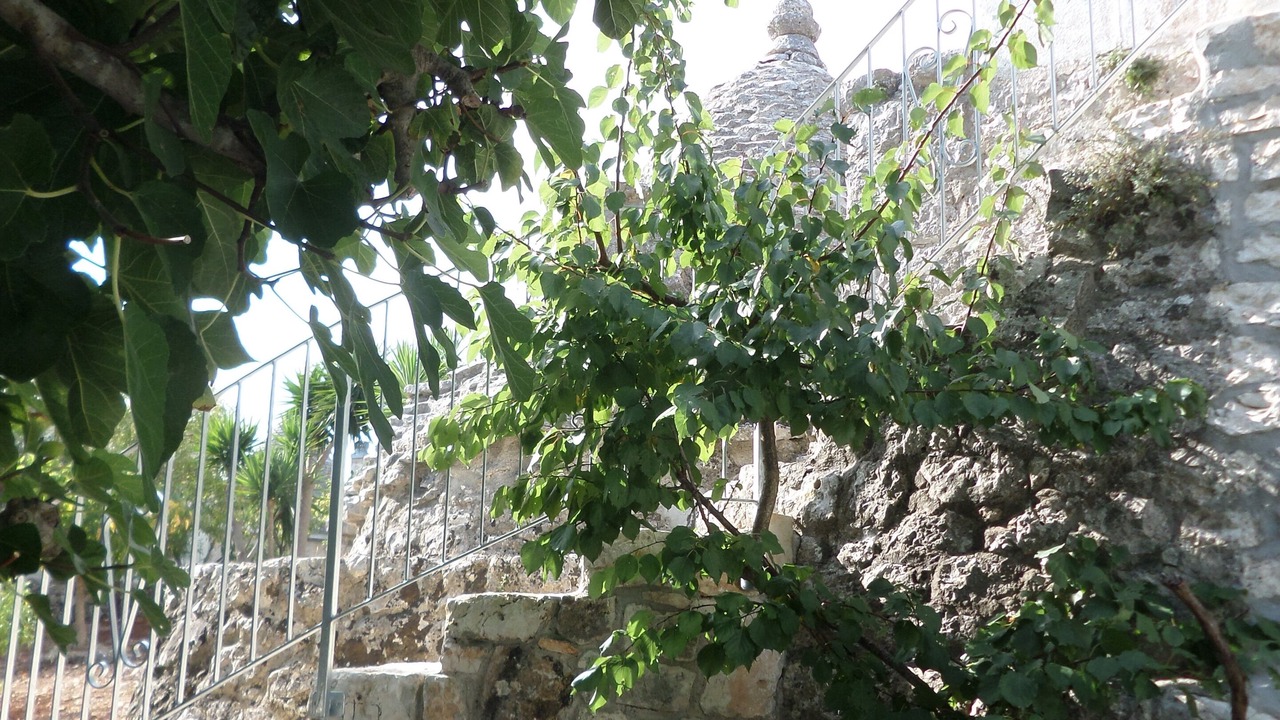 Photo of Outdoor in Cisternino