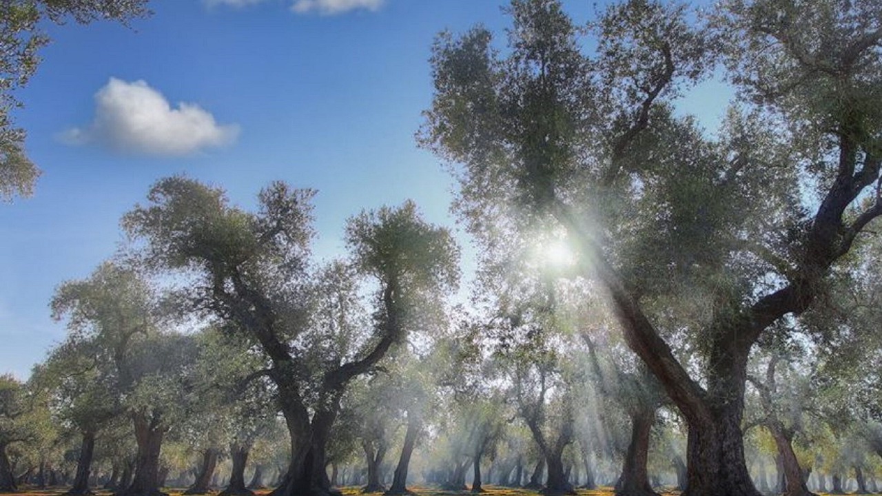 Photo of Outdoor in Nardo
