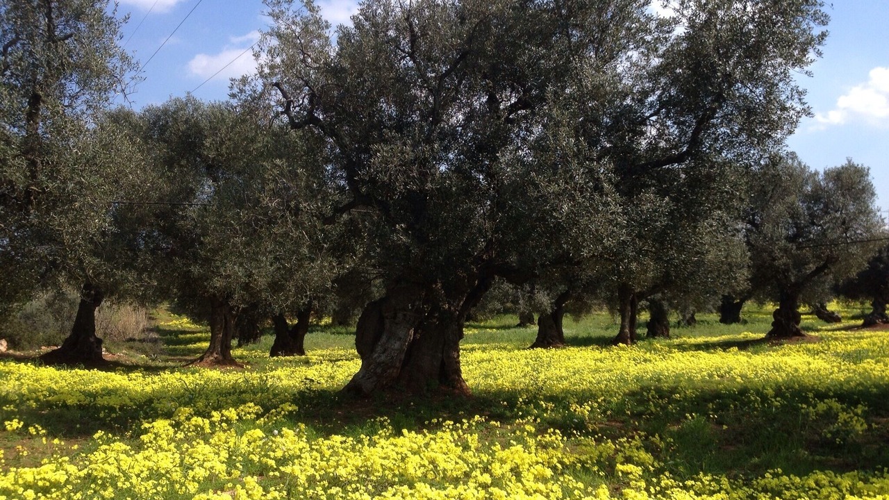 Photo of Others in Ceglie Messapica