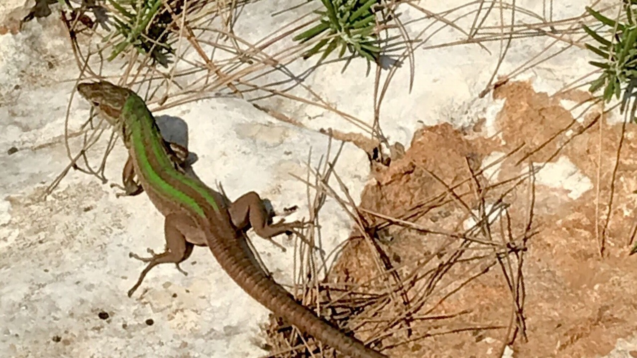 Photo of Outdoor in Ceglie Messapica