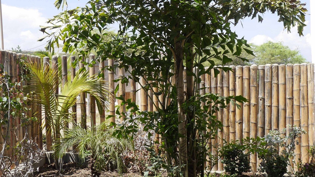 Photo of Outdoor in Vichayito