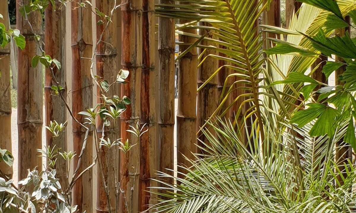 Photo of Outdoor in Vichayito