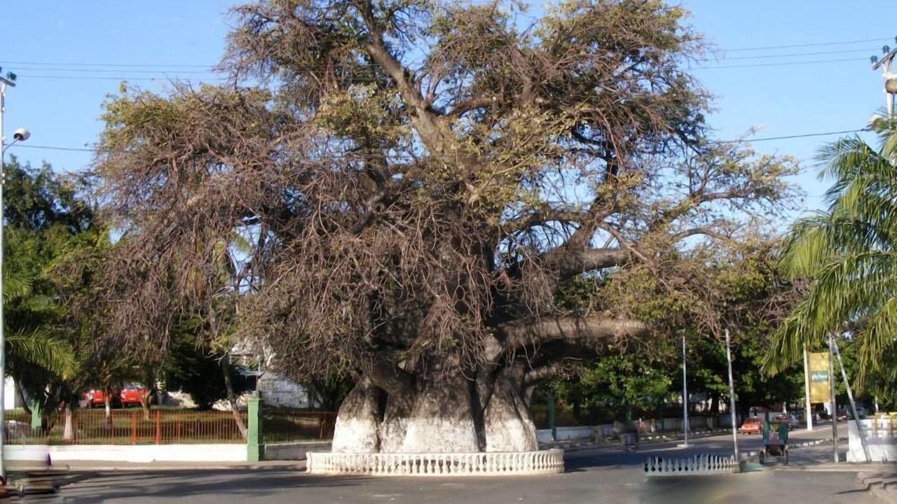 Photo of Outdoor in Mahahanga Tanana