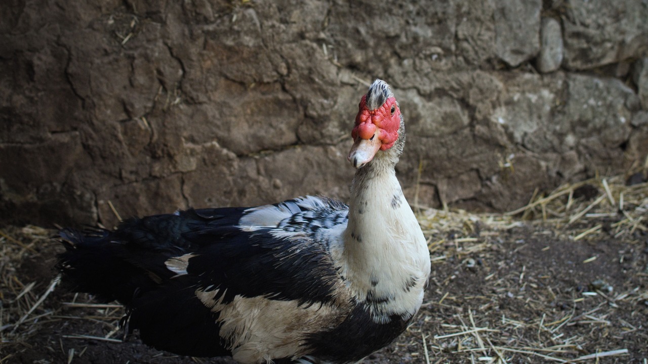 Photo of Others in Cisternino