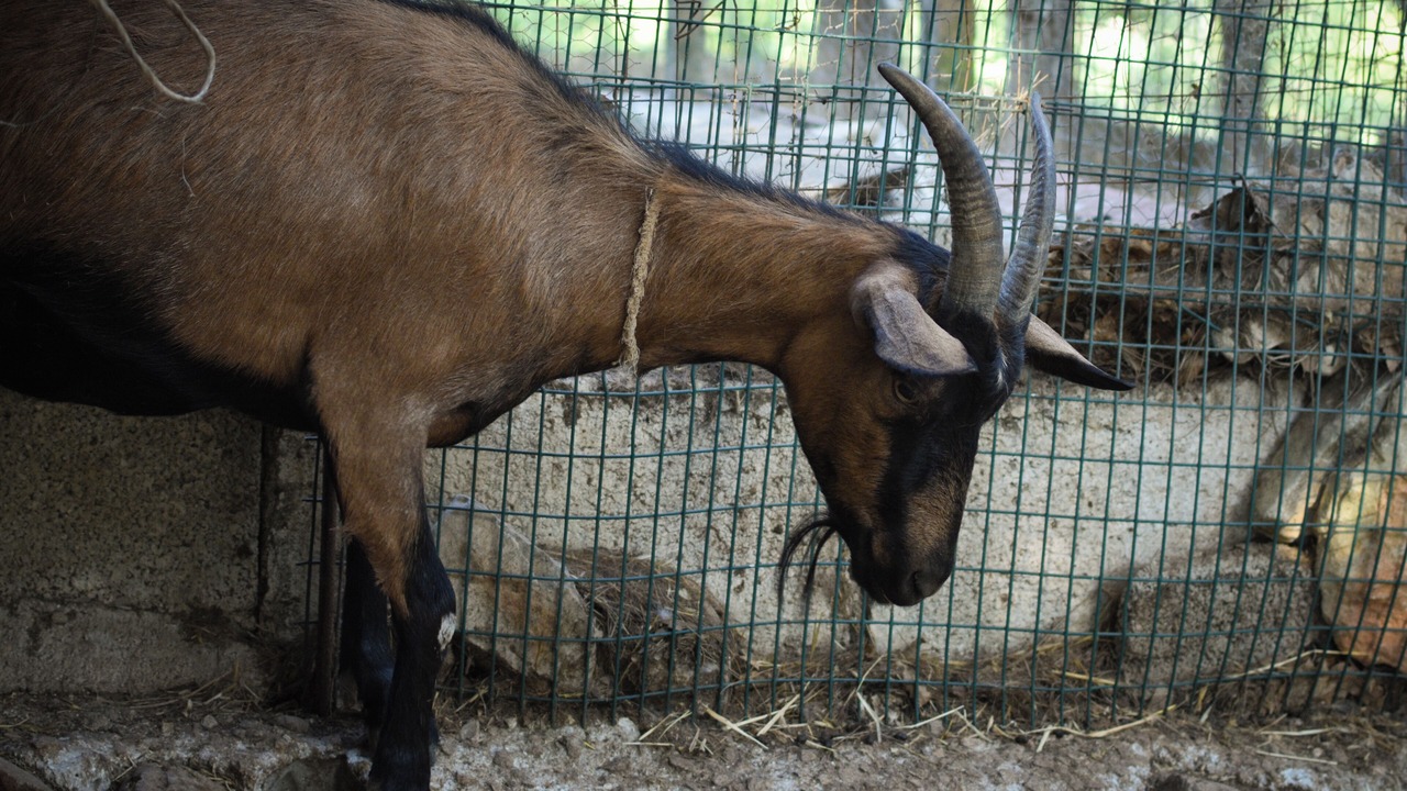 Photo of Others in Cisternino