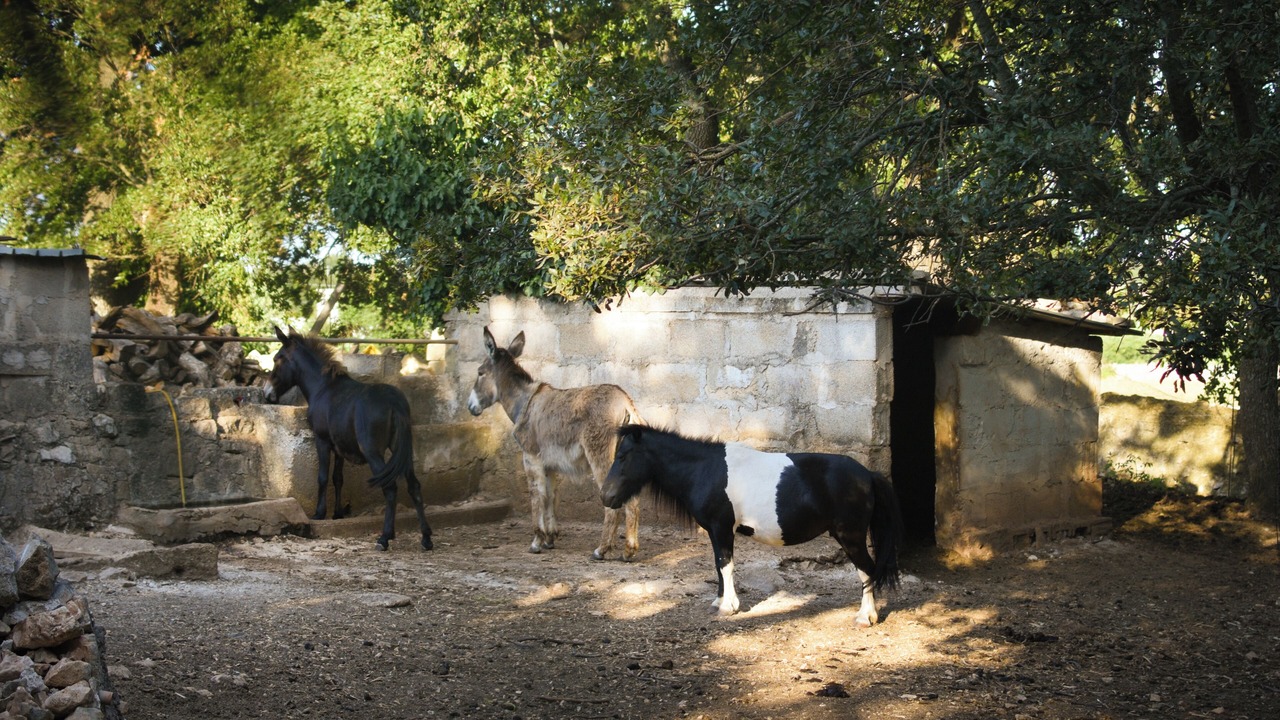 Photo of Others in Cisternino