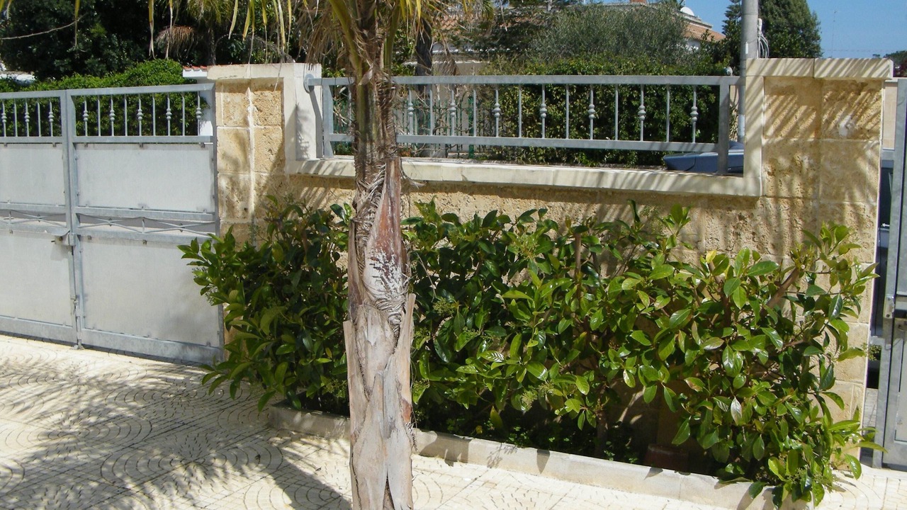 Photo of Outdoor in Torre Specchia Ruggeri
