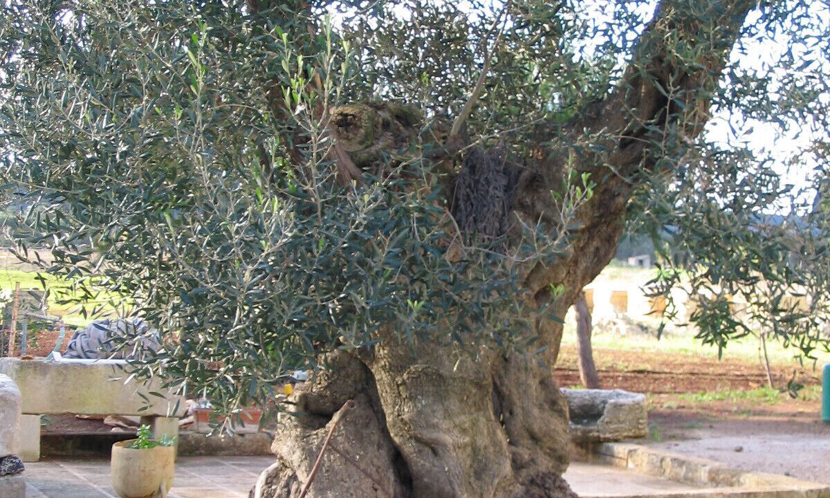 Photo of Outdoor in Rivabella