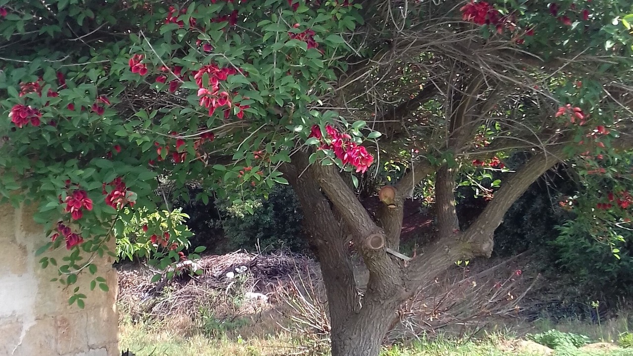 Photo of Outdoor in Casarano