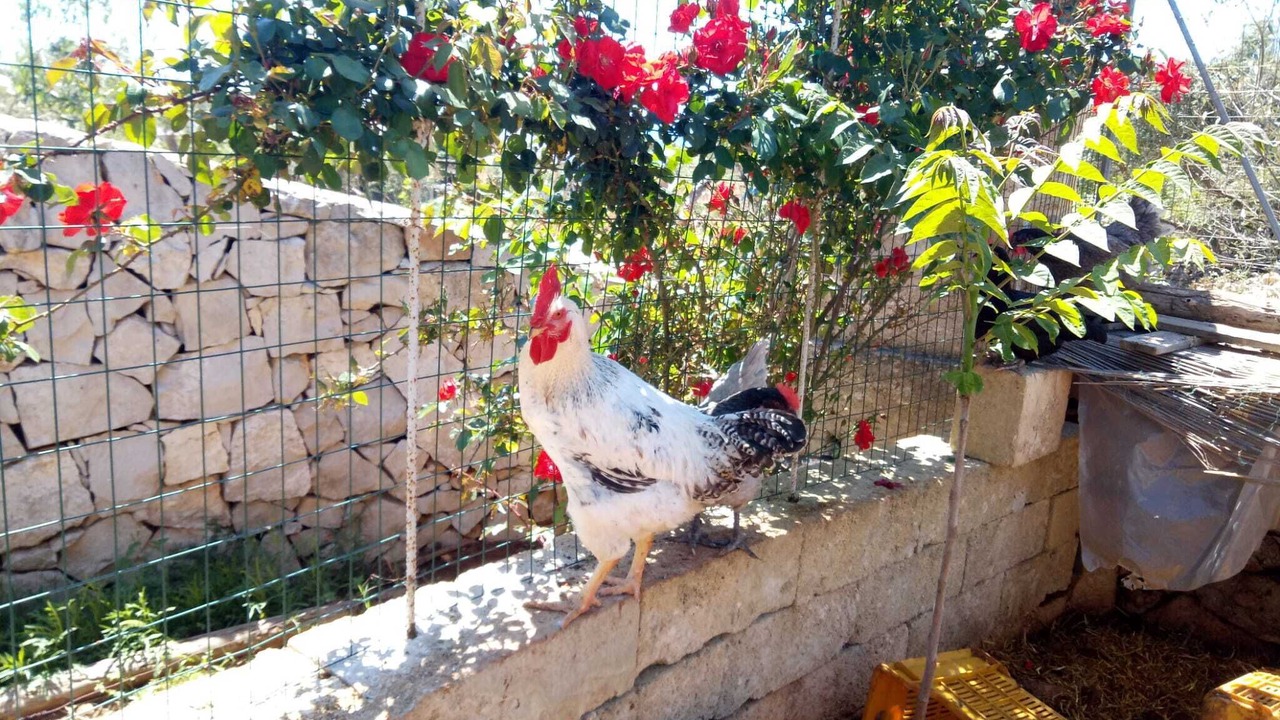 Photo of Outdoor in Posto Rosso