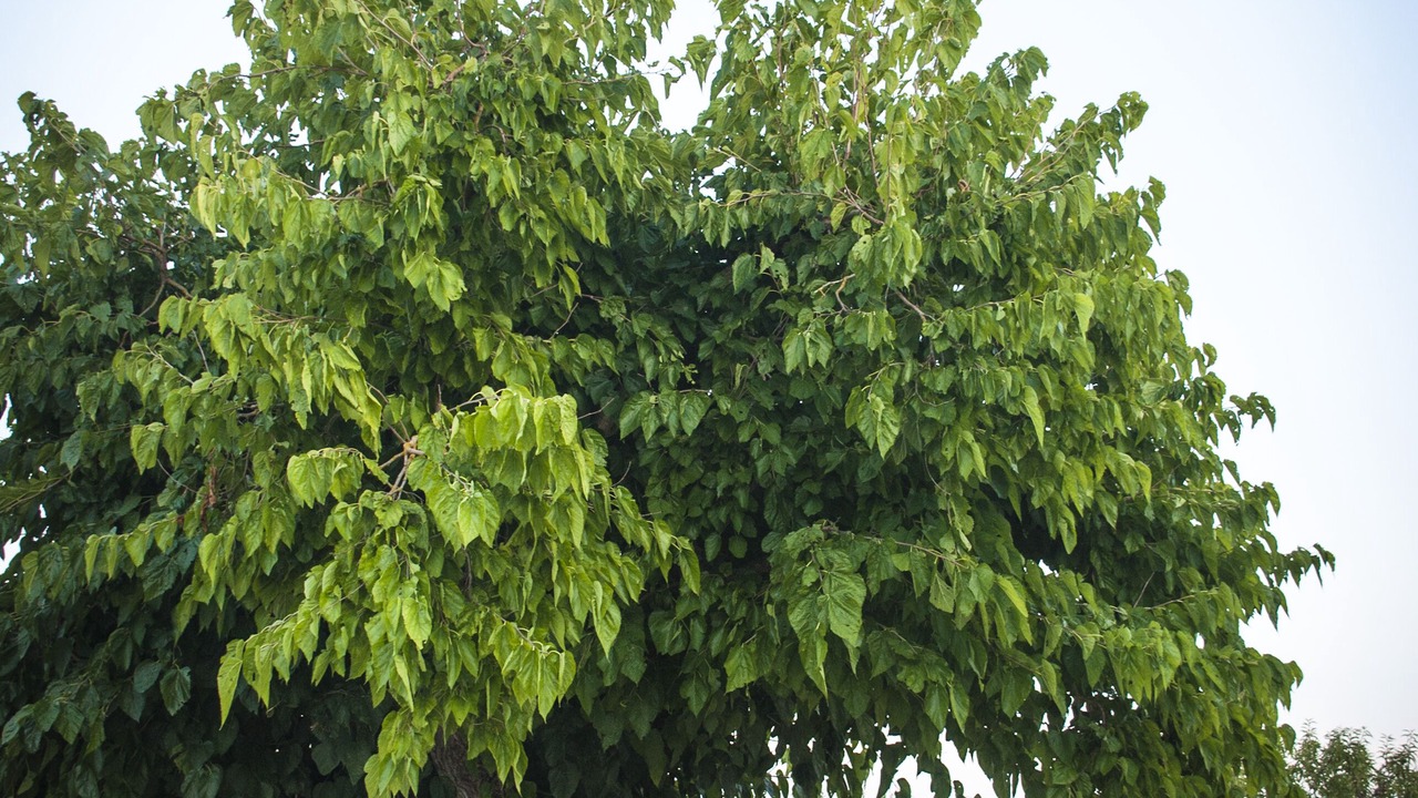 Photo of Outdoor in Ceglie Messapica