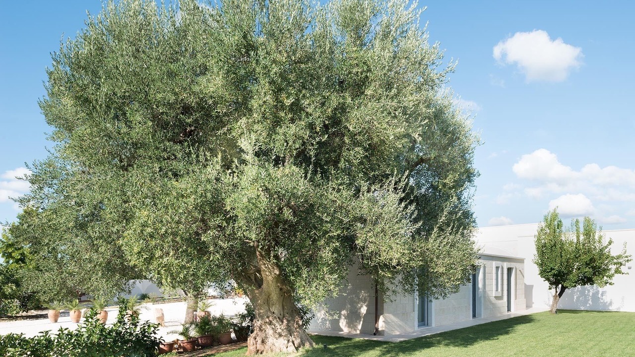 Photo of Outdoor in Ceglie Messapica