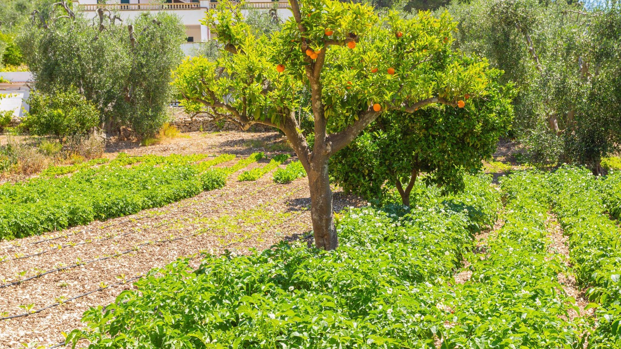 Photo of Others in Peschici