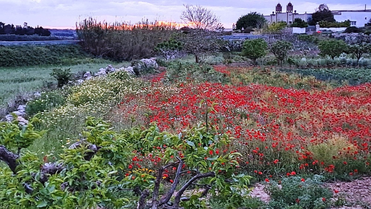 Photo of Outdoor in Poggiardo