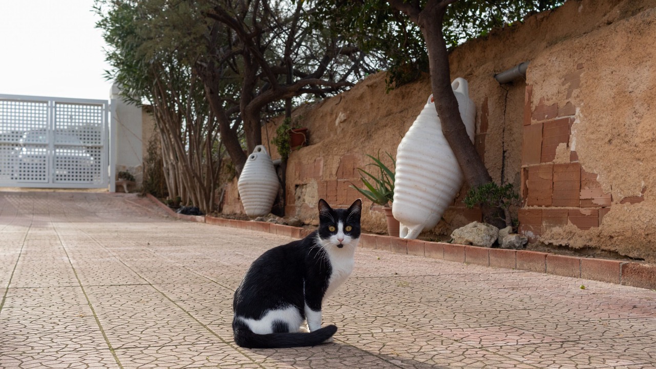 Photo of Outdoor in Mola di Bari