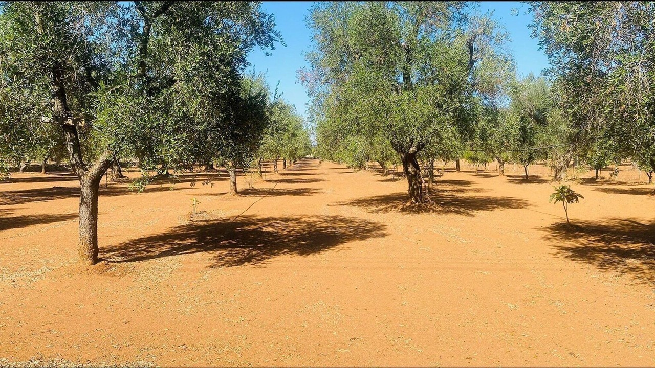 Photo of Outdoor in Francavilla Fontana Historic Centre