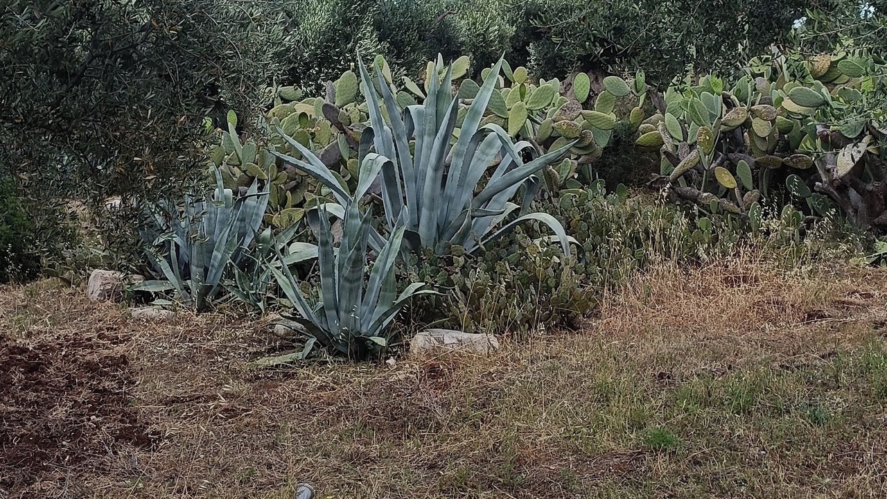 Photo of Outdoor in Conversano