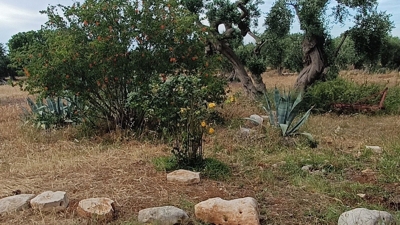 Photo of Others in Conversano