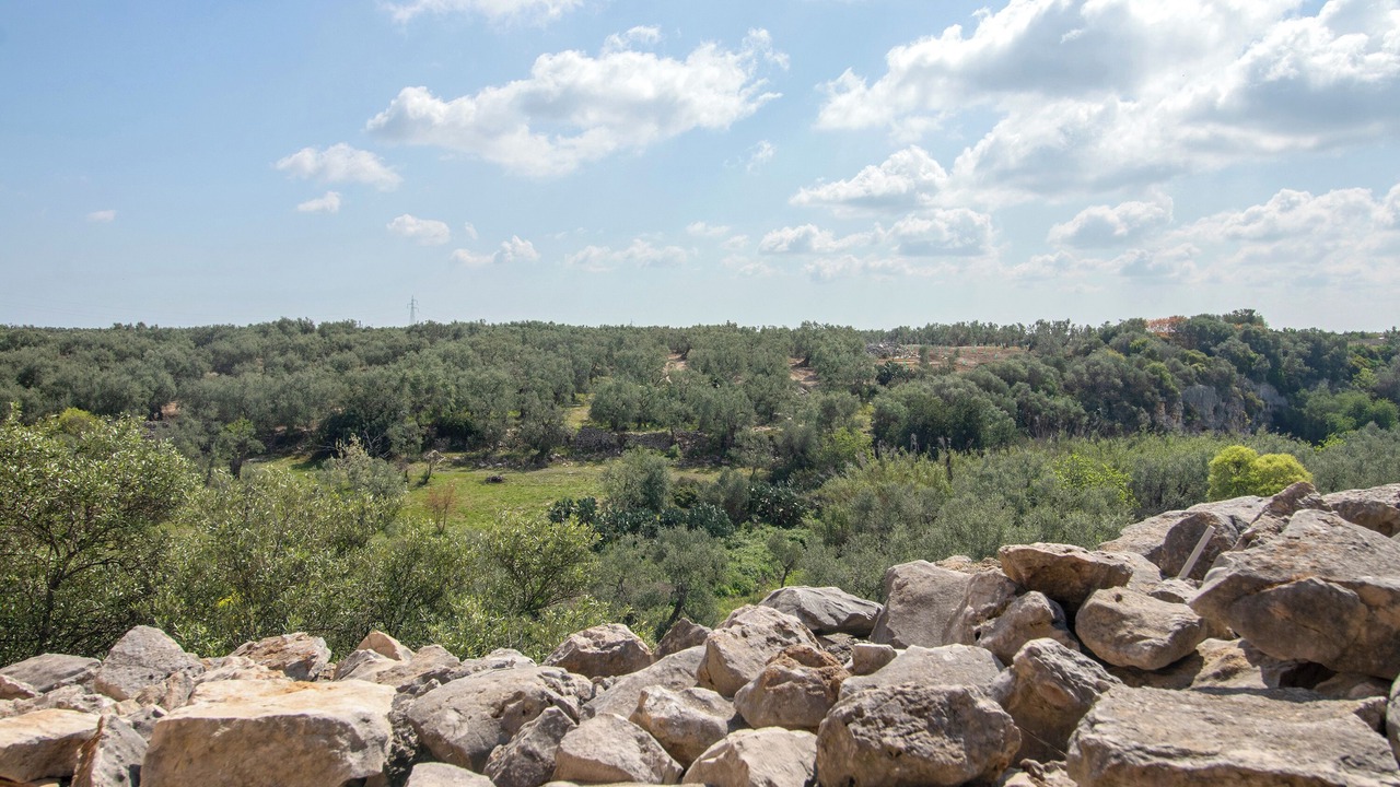 Photo of Others in Bisceglie