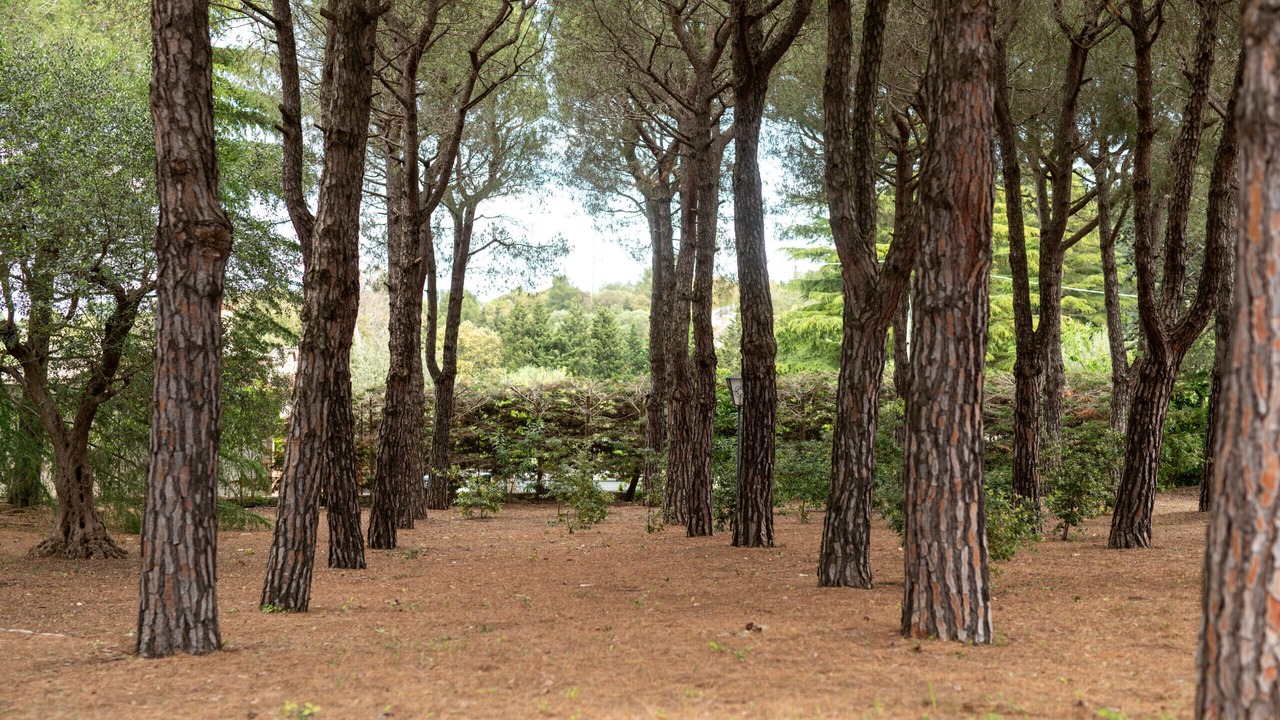 Photo of Others in Selva di Fasano