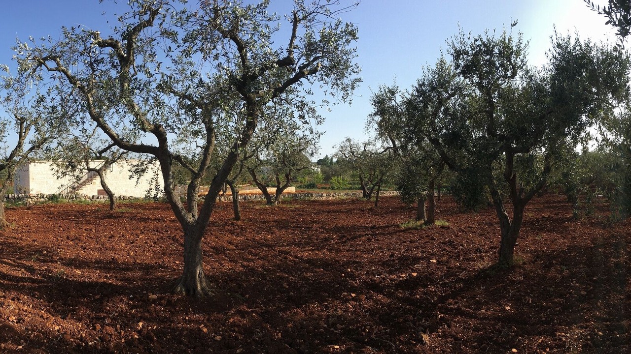 Photo of Others in Cisternino