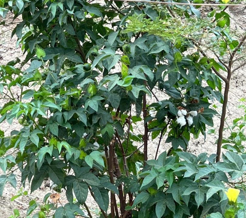 Photo of Outdoor in Mancora