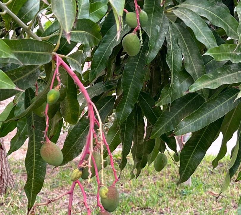 Photo of Outdoor in Mancora