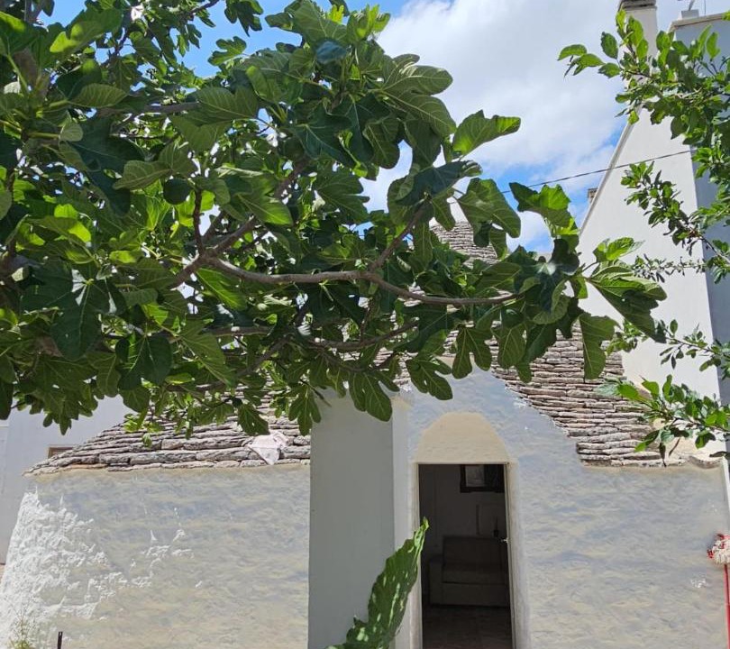 Photo of Others in Alberobello