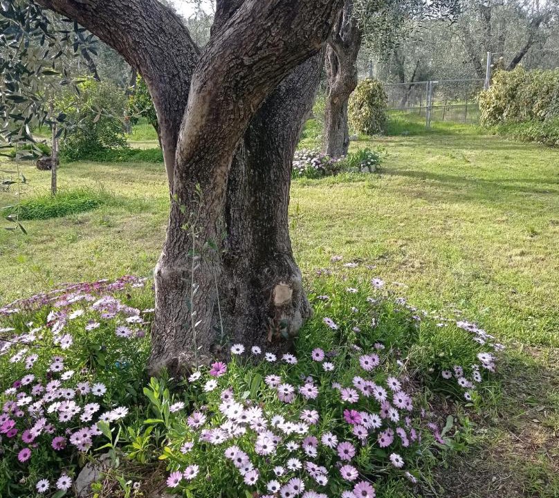 Photo of Others in Montincello