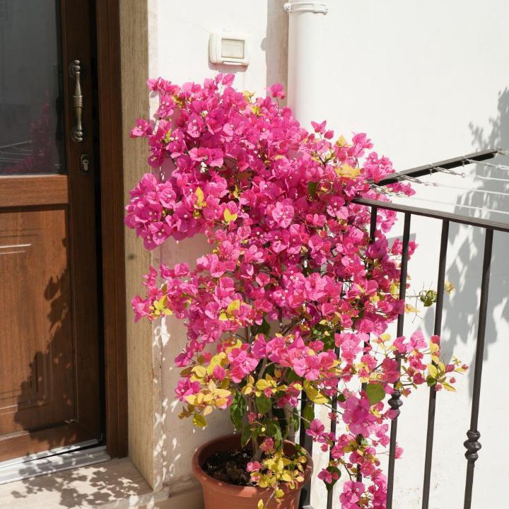 Photo of Others in Centro Storico