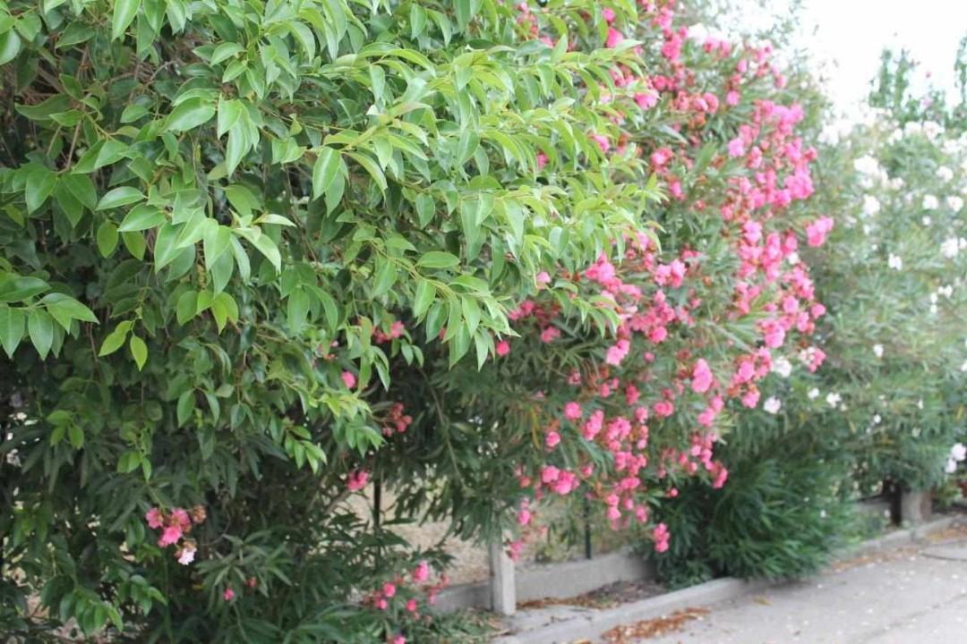 Photo of Outdoor in Foggia