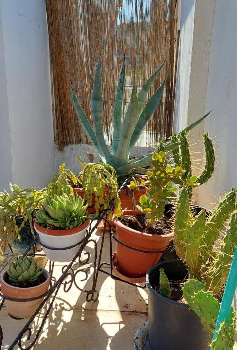 Photo of Patio Balcony in Scialara