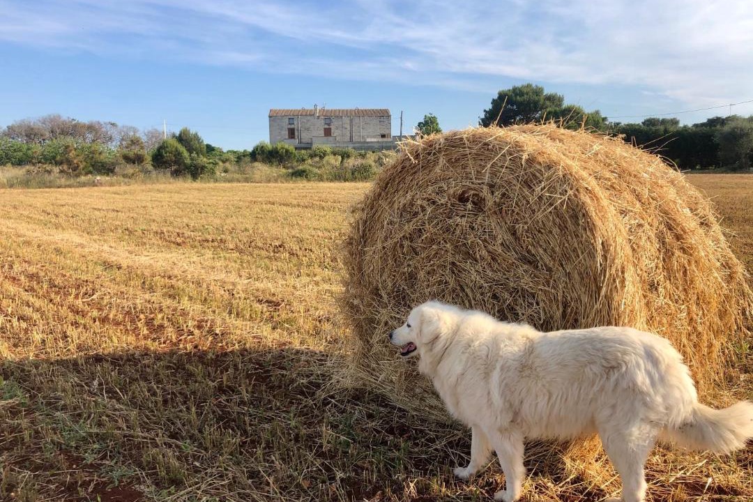 Photo of Others in Otranto