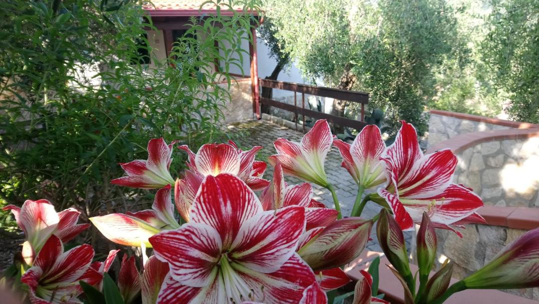 Photo of Others in Peschici