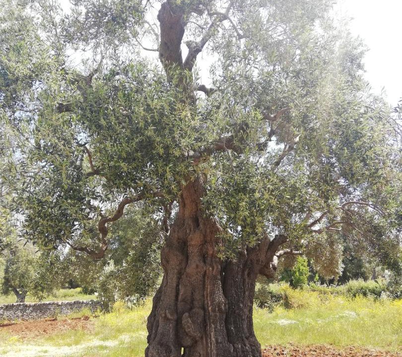 Photo of Others in Ostuni