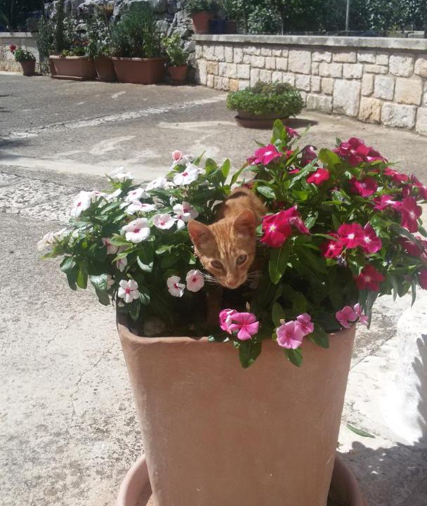 Photo of Others in Coreggia