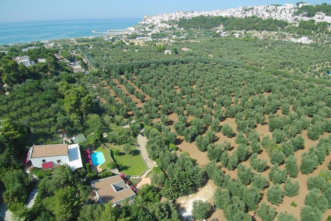 Photo of Others in Peschici